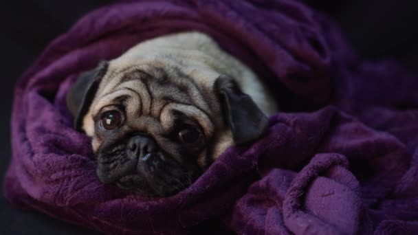 Feche Rosto Raça Cão Bonitinho Pug Deitado — Vídeo de Stock