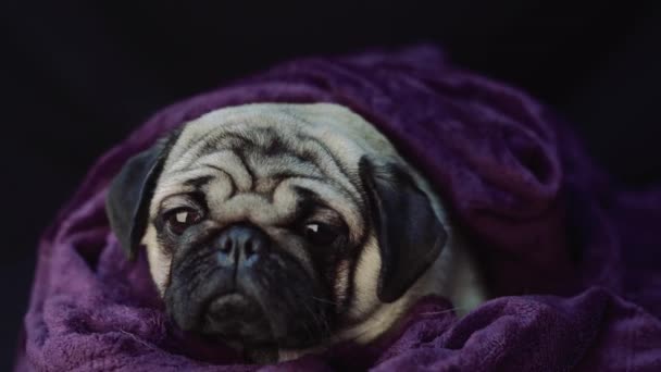 Nahaufnahme Gesicht Von Niedlichen Mops Hunderasse Liegend — Stockvideo