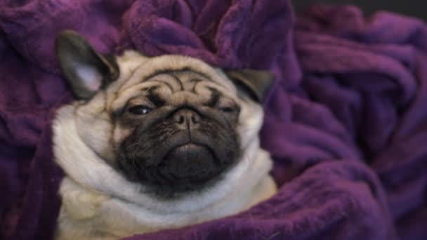 Close Face Cute Pug Dog Breed Lying — Stock Video