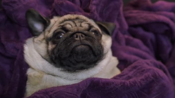 Close Gezicht Van Schattig Pug Hond Ras Liegen — Stockvideo