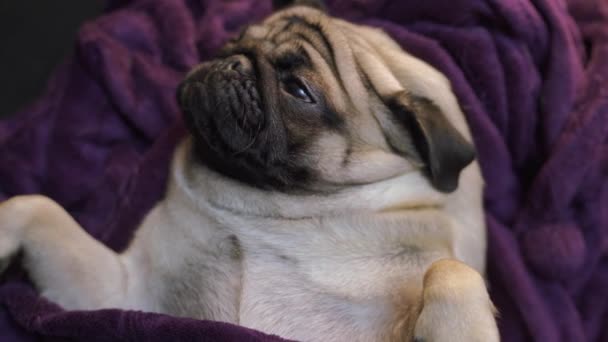 人間のベッドで面白い肖像画のパグ 哀れな退屈な犬の概念 — ストック動画