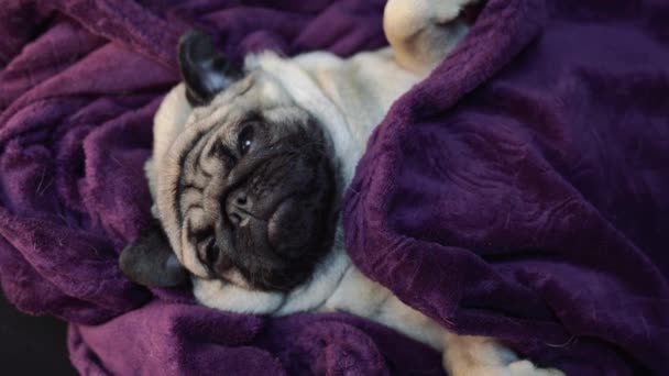 Pug Portrait Amusant Dans Lit Humain Concept Chien Triste Malade — Video