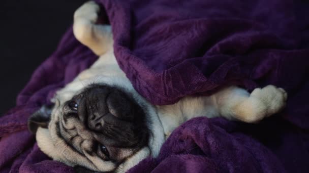 Grappige Portretpug Menselijk Bed Arme Zielige Zieke Verveelde Hond Concept — Stockvideo