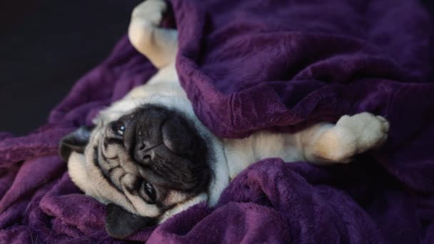 Rolig Porträttmops Människans Säng Dåligt Sorgligt Sjukt Uttråkad Hund Koncept — Stockvideo
