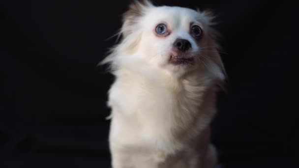Söt Liten Vit Hund Med Blå Ögon — Stockvideo