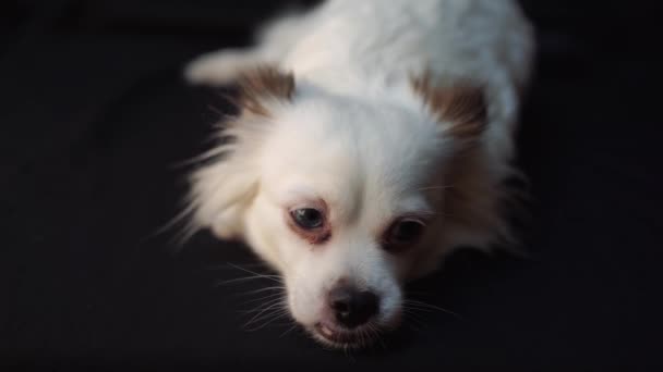 Carino Piccolo Cane Bianco Con Occhi Azzurri — Video Stock