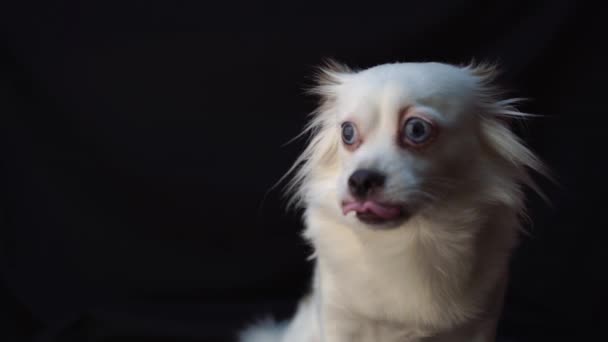 Schattig Klein Wit Hondje Met Blauwe Ogen — Stockvideo
