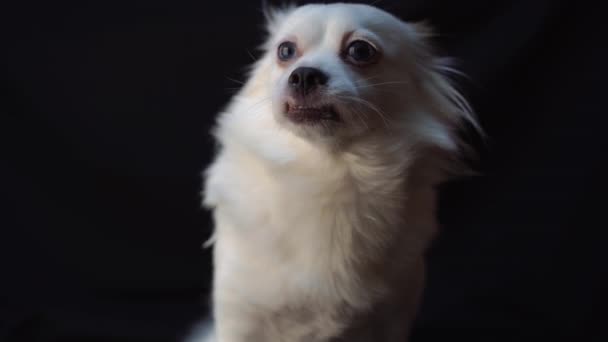 Perro Blanco Lindo Con Ojos Azules — Vídeos de Stock