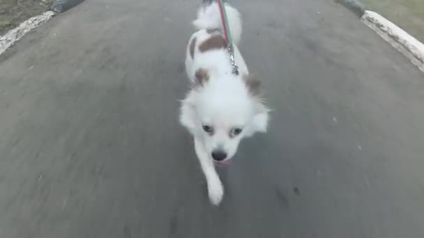 Bonito Cachorrinho Branco Com Olhos Azuis Andando — Vídeo de Stock