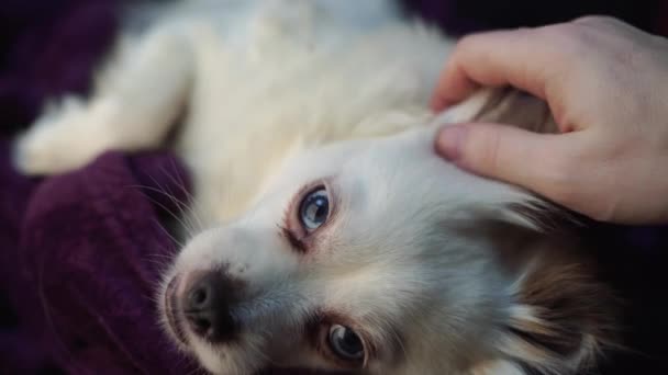 Ιδιοκτήτης Χαϊδεύει Χαριτωμένο Μικρό Λευκό Σκυλί Μπλε Μάτια — Αρχείο Βίντεο