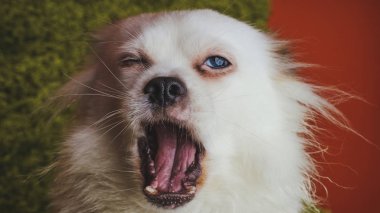 Komik köpek doğurmak Spitz esner. Çılgın köpek