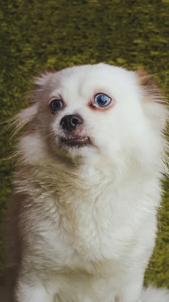 White Fluffy Dog Breed Spitz Resting Carpet Simulating Grass Portrait — Stock Photo, Image