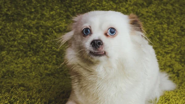 Branco Raça Cão Fofo Spitz Descansando Sobre Tapete Simulando Grama — Fotografia de Stock