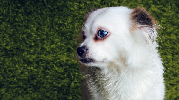 화이트 카펫에 잔디를 시뮬레이션 강아지의 초상화 — 스톡 사진