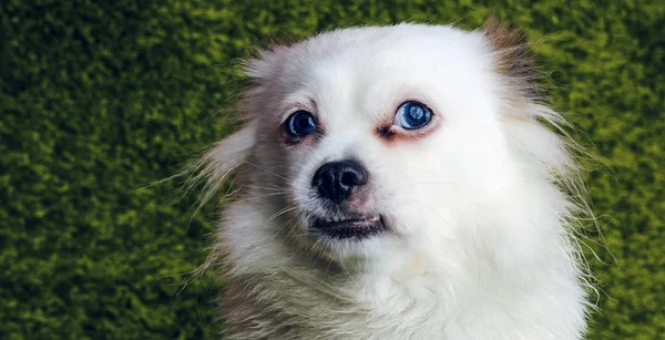 Branco Raça Cão Fofo Spitz Descansando Sobre Tapete Simulando Grama — Fotografia de Stock