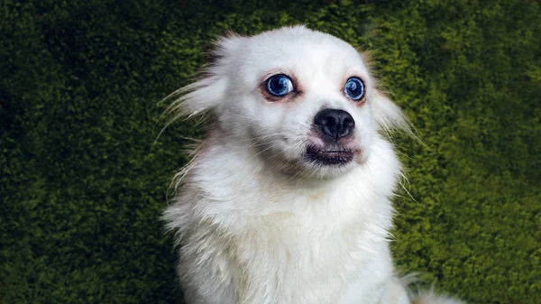 화이트 카펫에 잔디를 시뮬레이션 강아지의 초상화 — 스톡 사진