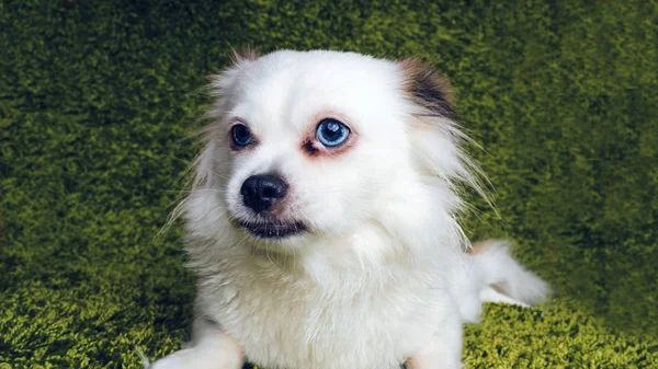 Branco Raça Cão Fofo Spitz Descansando Sobre Tapete Simulando Grama — Fotografia de Stock