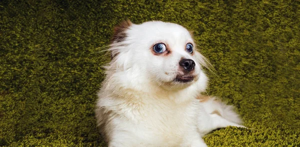 Branco Raça Cão Fofo Spitz Descansando Sobre Tapete Simulando Grama — Fotografia de Stock