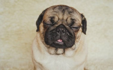  Köpek doğurmak pug beyaz bir halı üzerinde dinlenme. Şirin köpek yavrusu yakın çekim