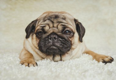  Köpek doğurmak pug beyaz bir halı üzerinde dinlenme. Şirin köpek yavrusu yakın çekim