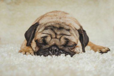  Köpek doğurmak pug beyaz bir halı üzerinde dinlenme. Şirin köpek yavrusu yakın çekim