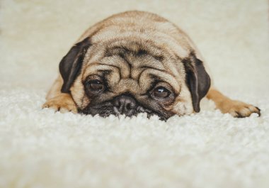  Köpek doğurmak pug beyaz bir halı üzerinde dinlenme. Şirin köpek yavrusu yakın çekim