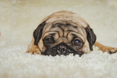  Köpek doğurmak pug beyaz bir halı üzerinde dinlenme. Şirin köpek yavrusu yakın çekim
