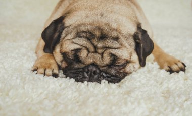  Köpek doğurmak pug beyaz bir halı üzerinde dinlenme. Şirin köpek yavrusu yakın çekim