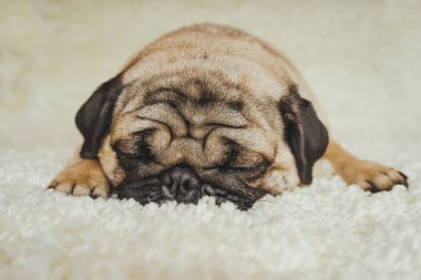  Köpek doğurmak pug beyaz bir halı üzerinde dinlenme. Şirin köpek yavrusu yakın çekim