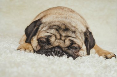 Köpek doğurmak pug beyaz bir halı üzerinde dinlenme. Şirin köpek yavrusu yakın çekim