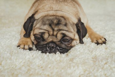 Köpek doğurmak pug beyaz bir halı üzerinde dinlenme. Şirin köpek yavrusu yakın çekim