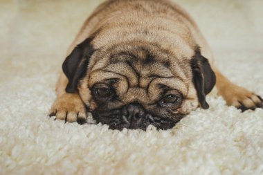  Köpek doğurmak pug beyaz bir halı üzerinde dinlenme. Şirin köpek yavrusu yakın çekim