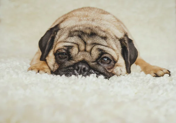 Perro Raza Pug Descansando Sobre Una Alfombra Blanca Lindo Cachorro —  Fotos de Stock