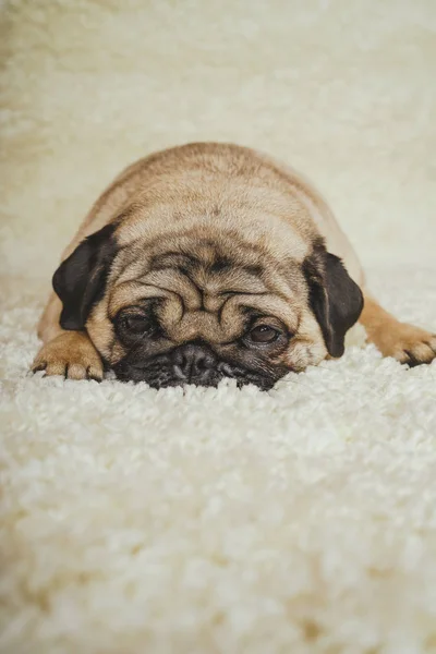 Dog breed pug resting on a white carpet. Cute puppy close up