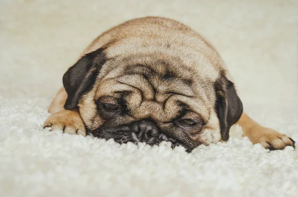  Köpek doğurmak pug beyaz bir halı üzerinde dinlenme. Şirin köpek yavrusu yakın çekim
