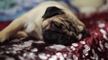 Şirin pug köpek doğurmak yalancı yatak ve battaniye yatak komik surat ve sabah uyku modundan çıkarma sonra çok mutluluk hissi ile