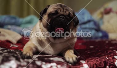 Şirin pug köpek doğurmak yalancı yatak ve battaniye yatak komik surat ve sabah uyku modundan çıkarma sonra çok mutluluk hissi ile