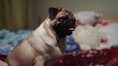 Şirin pug köpek doğurmak yalancı yatak ve battaniye yatak komik surat ve sabah uyku modundan çıkarma sonra çok mutluluk hissi ile