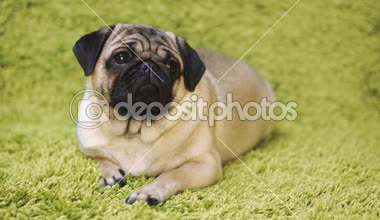 Köpek doğurmak pug taklit çim halı üzerinde dinlenme. Komik köpek portresi