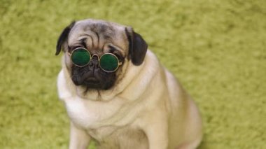 Köpek doğurmak pug taklit çim halı üzerinde dinlenme. Komik köpek portresi