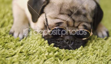 Köpek doğurmak pug taklit çim halı üzerinde dinlenme. Komik köpek portresi
