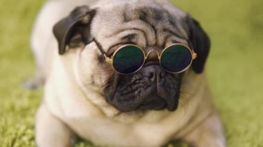 Köpek doğurmak pug taklit çim halı üzerinde dinlenme. Komik köpek portresi