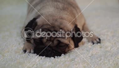  Köpek doğurmak pug beyaz bir halı üzerinde dinlenme. Şirin köpek yavrusu yakın çekim