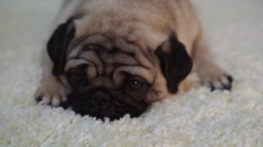  Köpek doğurmak pug beyaz bir halı üzerinde dinlenme. Şirin köpek yavrusu yakın çekim