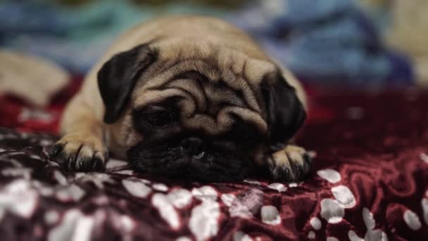 Χαριτωμένο Pug Σκυλί Φυλής Ψέματα Κρεβάτι Και Κουβέρτα Στο Υπνοδωμάτιο — Αρχείο Βίντεο
