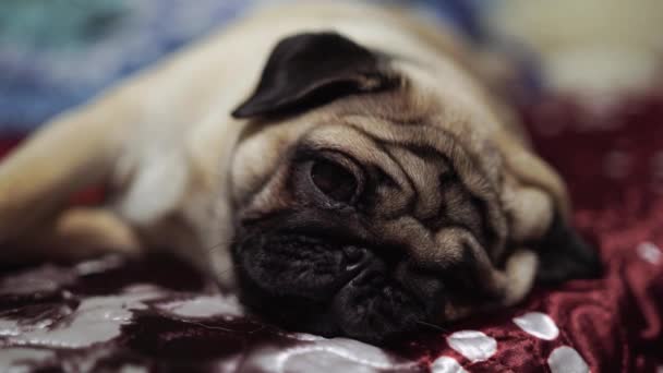 Schattige Mops Hond Fokken Liggen Bed Deken Slaapkamer Met Grappige — Stockvideo