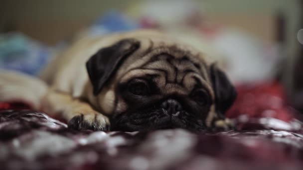 Lindo Perro Pug Crianza Acostado Cama Manta Dormitorio Con Cara — Vídeos de Stock