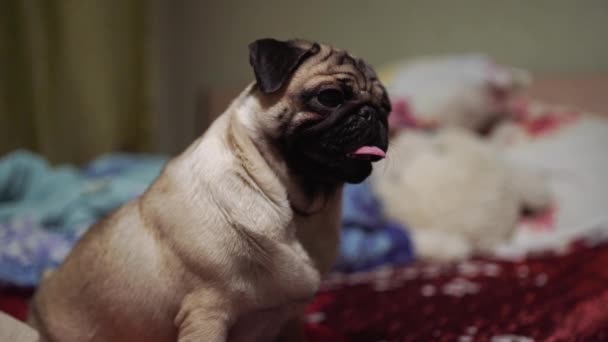 可爱的小狗繁殖躺在床和毯子在卧室与搞笑的脸和感觉如此幸福后 在早上醒来 — 图库视频影像