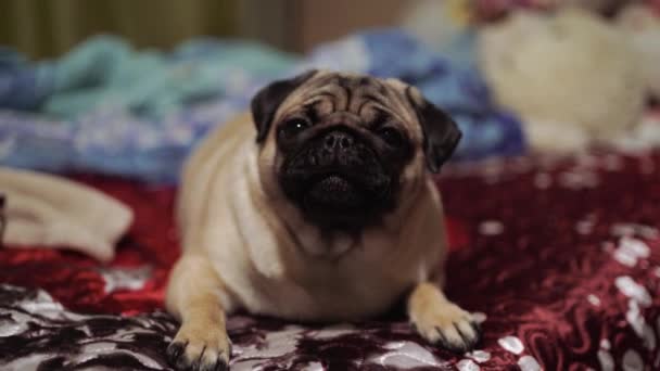 Χαριτωμένο Pug Σκυλί Φυλής Ψέματα Κρεβάτι Και Κουβέρτα Στο Υπνοδωμάτιο — Αρχείο Βίντεο