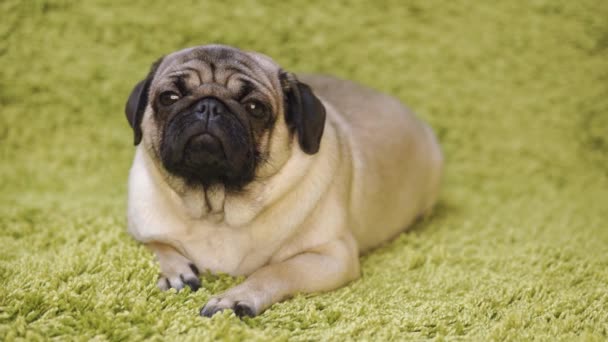 小狗种的小狗躺在地毯上 模仿草 有趣的狗的画像 — 图库视频影像